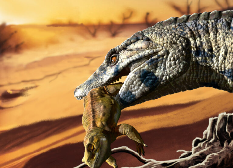 Milagro paleontológico en La Buitrera: descubren los fósiles de un cocodrilo terrestre de hace 100 millones de años