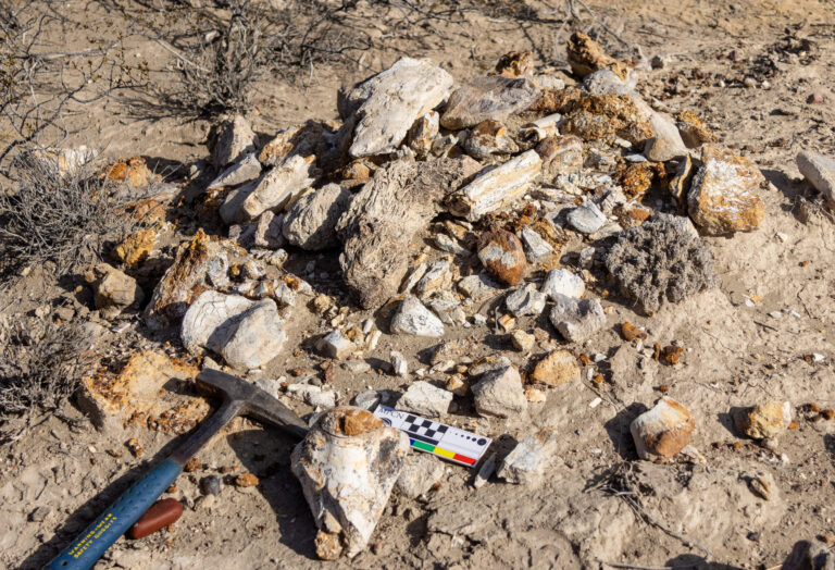 Hito científico: descubren un imponente yacimiento paleontológico de 70 millones de años en Río Negro