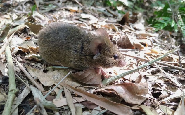 Tristeza en Bariloche: murió la mujer de 45 años que estaba internada con hantavirus