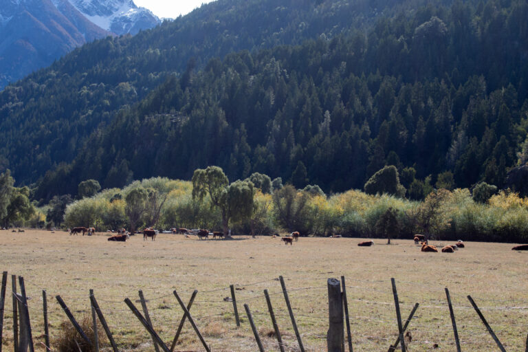 Ganadería sustentable en la cordillera: Río Negro aplica un fondo internacional de U$S 300.000 para proteger el bosque nativo