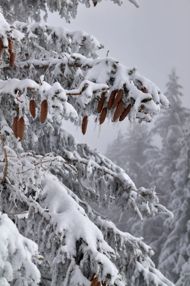 Nieve fuerte y ráfagas de casi 60 km/h marcan el regreso del invierno riguroso a Bariloche