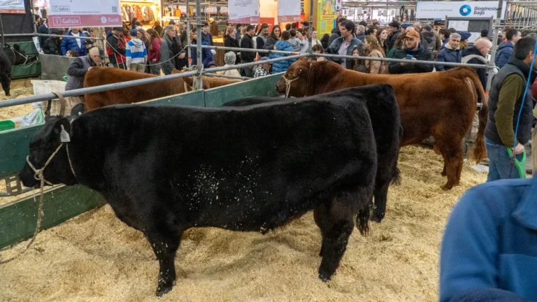 La genética ganadera de la provincia se lucirá en Palermo y las rurales de primavera