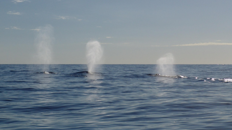 Río Negro lanzó oficialmente la Temporada de Fauna Marina 2026 en el Golfo San Matías