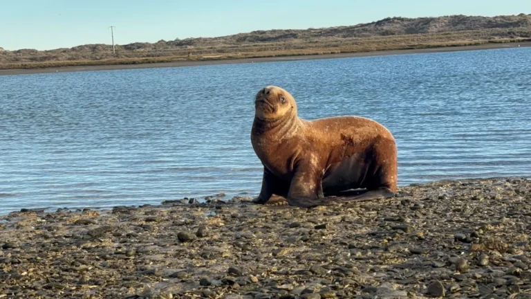 Rescataron y liberaron a un lobo marino en las costas de Las Grutas tras un operativo de protección de la fauna silvestre