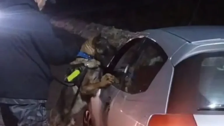 Un operativo en el acceso al Cerro Catedral detectó marihuana con la ayuda del perro canino Mirko