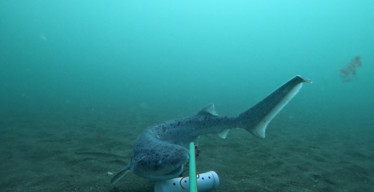 Río Negro amplía el monitoreo de tiburones y rayas para proteger la fauna marina del Golfo San Matías