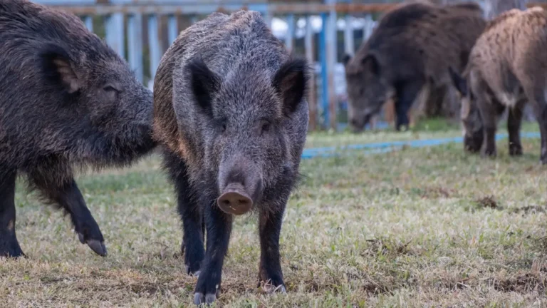 Río Negro modernizó la Ley de Carnes tras más de 35 años y actualizó las reglas para la cadena productiva