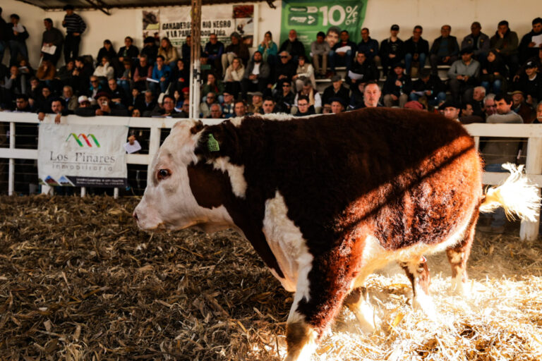 La Exposición Rural de Río Colorado cerró con ventas por más de 1.000 millones de pesos y dio inicio al circuito ganadero rionegrino